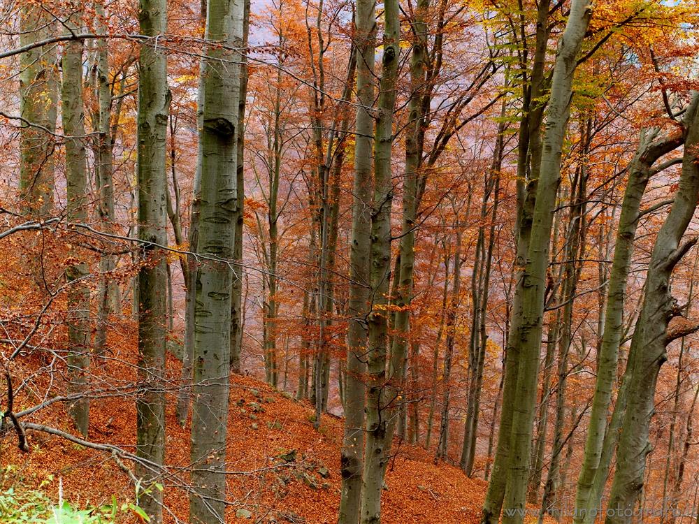 Campiglia / San Paolo Cervo (Biella, Italy) - Beech woods in autumn 